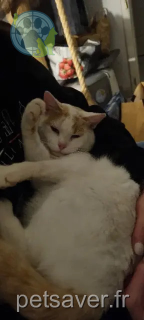chat reunited   68170 Rixheim Pablo