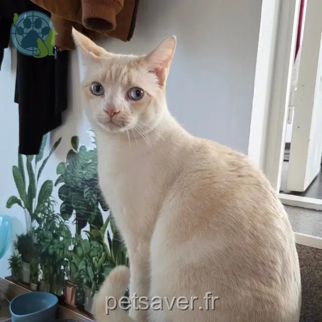 cat reunited   68510 Sierentz Pamouk