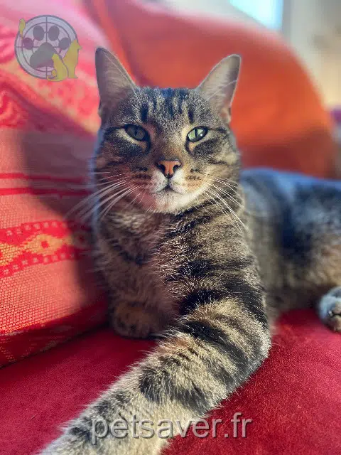 Kater reunited   68680 Kembs Peaky