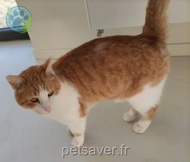 chat reunited   68750 Bergheim Pepito
