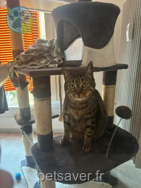 gatto reunited   68700 Uffholtz Peps