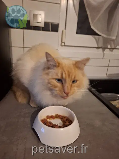 gato reunited   68320 Porte-du-Ried Sacha