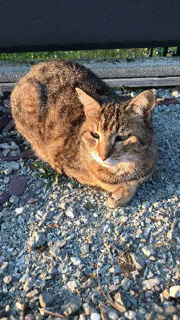 chat reunited 38 Rue de la Mairie 68120 Pfastatt Poussy 