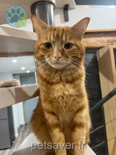 chat reunited Wintzenheim Rio