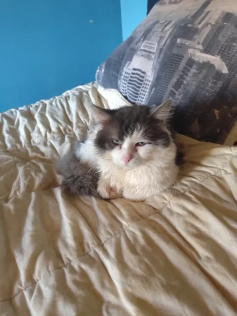 chat reunited   68730 Blotzheim Roméo