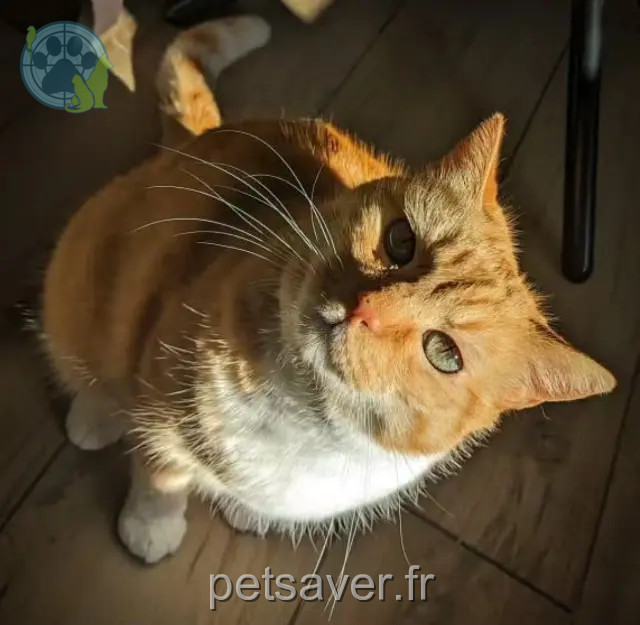 chat reunited   68220 Hégenheim Roucky