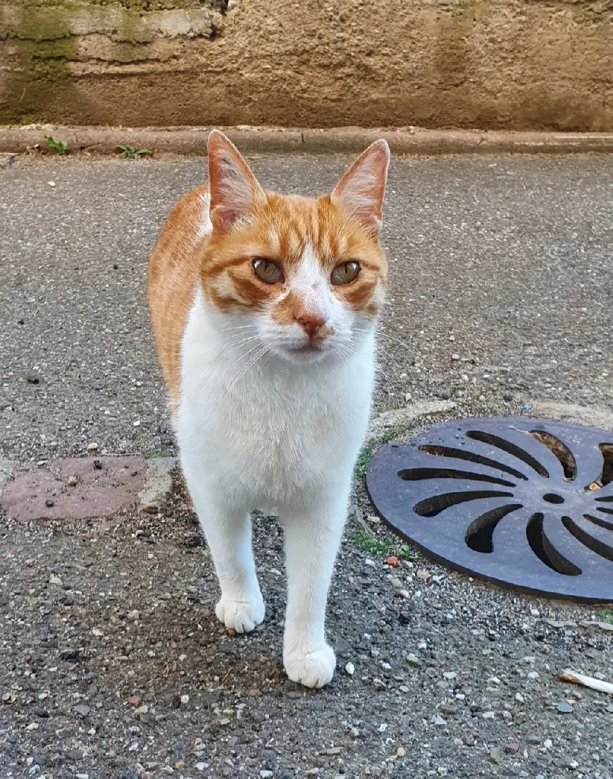 Chat Perdu 68 Haut-Rhin - Rouki Chat Perdu 68 Haut-Rhin - Rouki