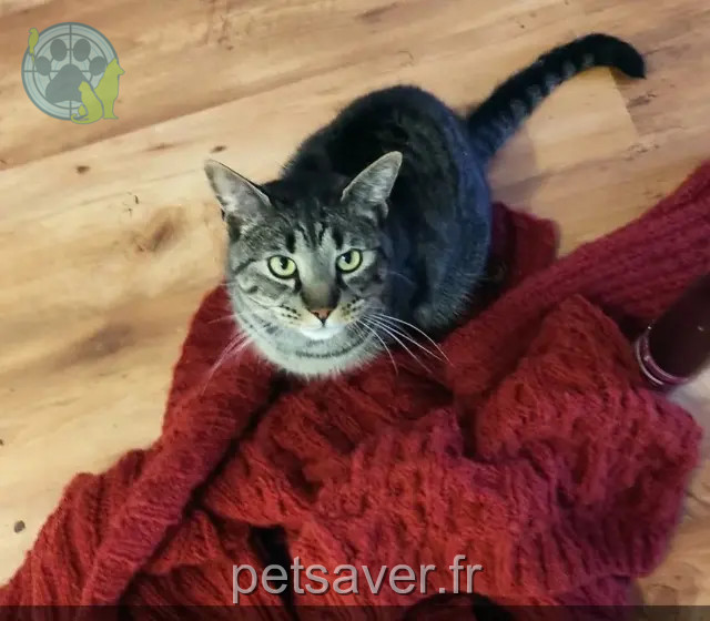 chat reunited   68000 Colmar Salomon
