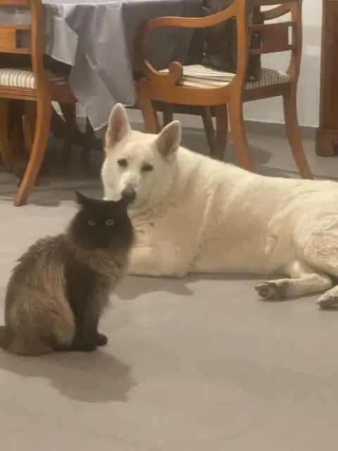 chat reunited   68300 Saint-Louis SALOMON
