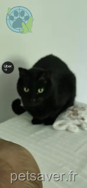 chat reunited 68460 Lutterbach Shadow