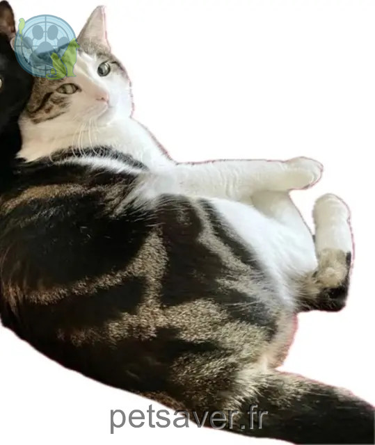 chat reunited 68510 Sierentz Simba