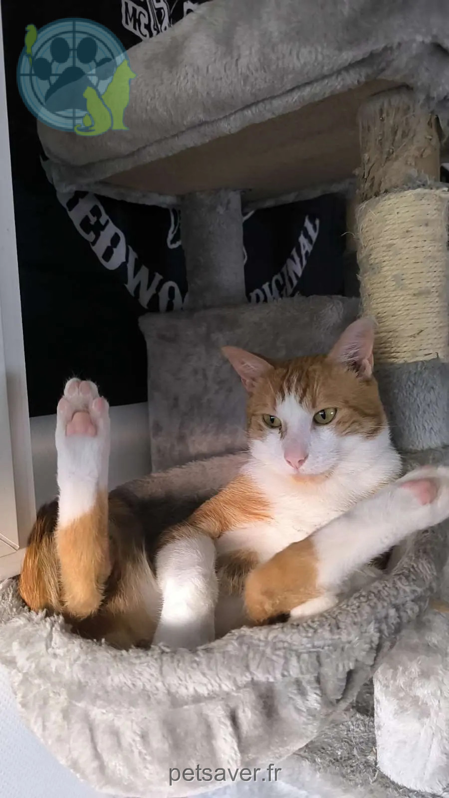 Chat Perdu 68 Haut-Rhin - Simba Chat Perdu 68 Haut-Rhin - Simba