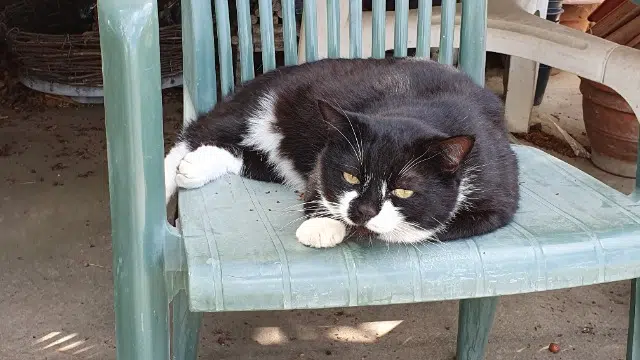 chat reunited   68420 Eguisheim Snoopy