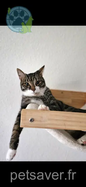 chat reunited   68300 Saint-Louis Sora