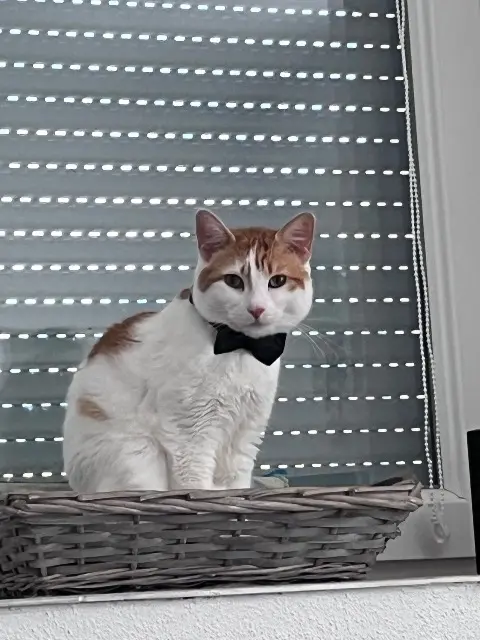 chat reunited   68530 Buhl Spoutnik alia Loulou