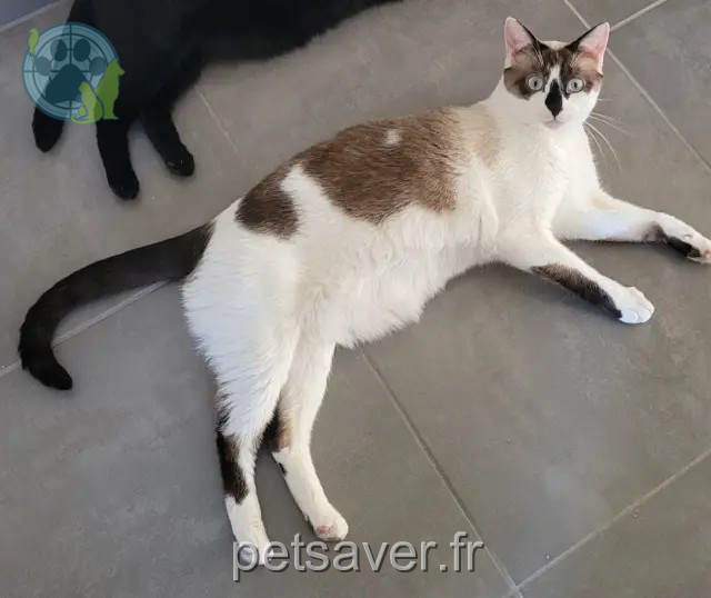 chat reunited   68250 Rouffach Sushi