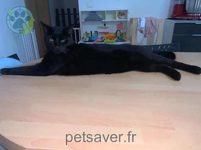 chat reunited   68280 Sundhoffen Taz