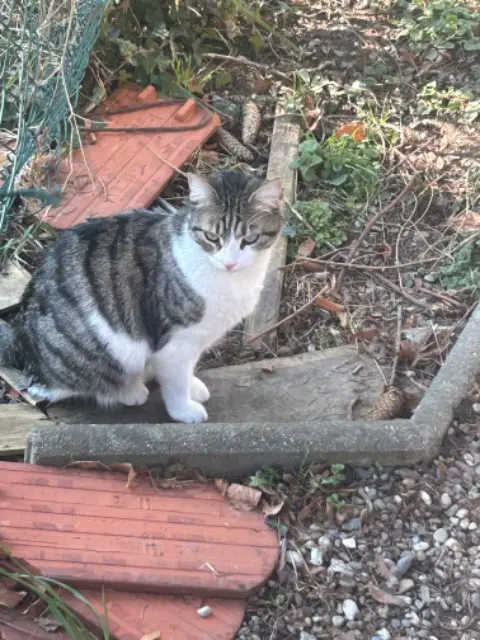 chat reunited   68000 Colmar Tchup (tchoupie)