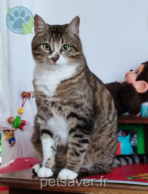 chat reunited   68740 Fessenheim Teddy