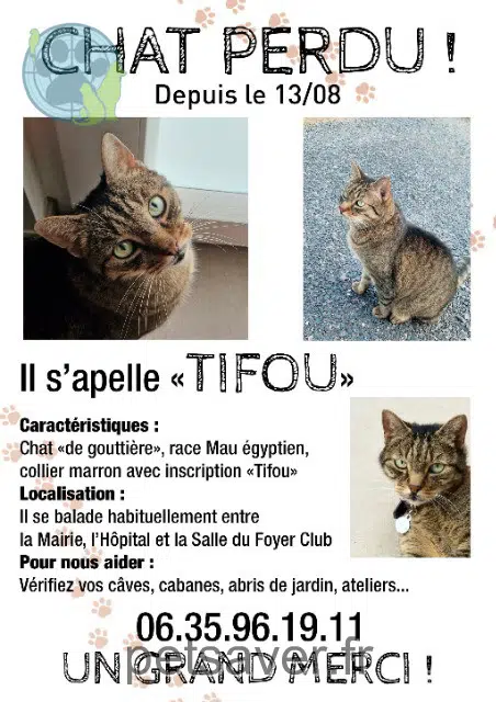 chat reunited 68240 Fréland Tifou