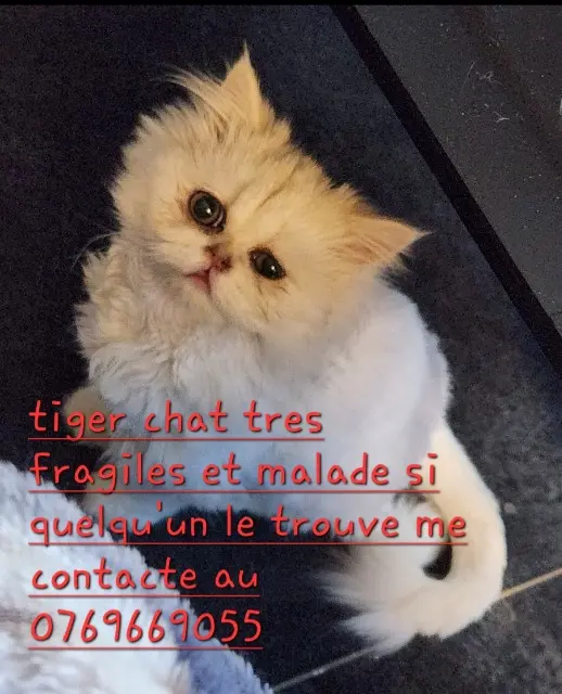 chat reunited   68700 Cernay Tiger