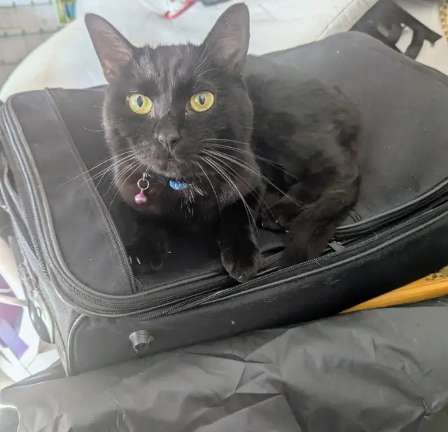 chat reunited   68290 Kirchberg Titi