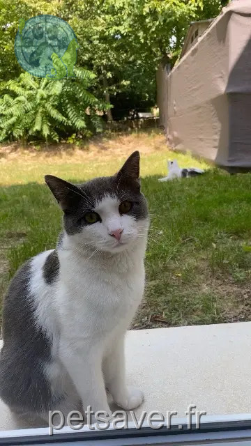 chat reunited 68500 Guebwiller Toby