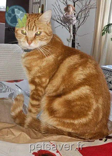 chat reunited   68500 Guebwiller Tom