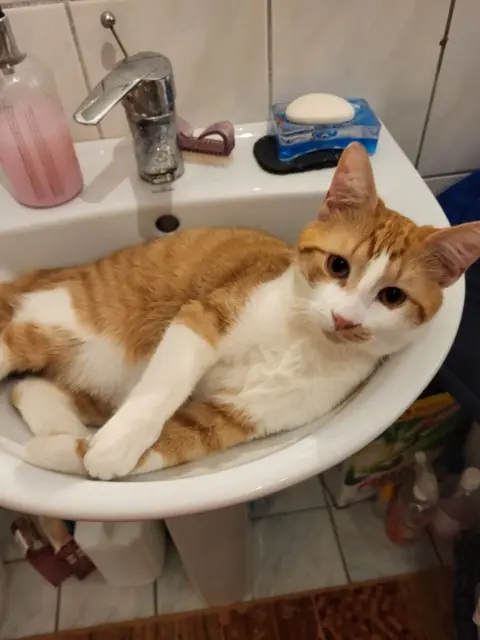 chat reunited   68110 Illzach Tommy