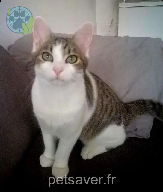 chat reunited   68270 Wittenheim Twix