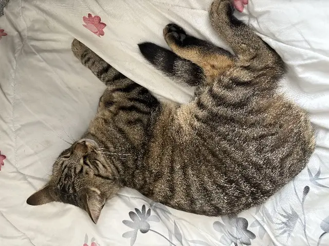 chat reunited   68000 Colmar Ulky