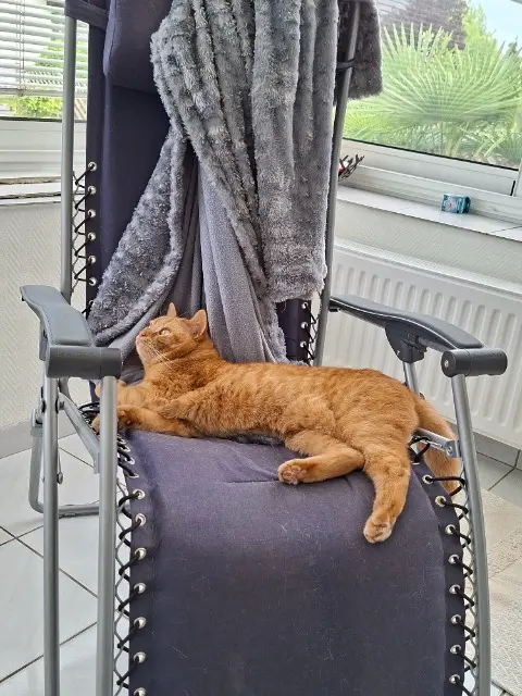 chat reunited   68170 Rixheim Ulysse