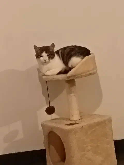 chat reunited   68800 Thann Vegeta