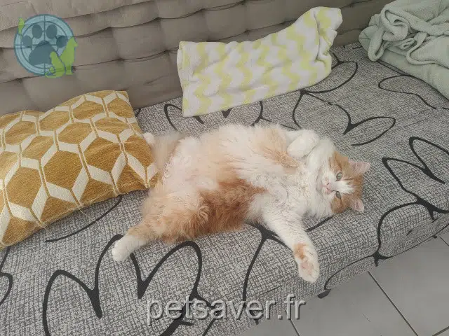 chat reunited 68120 Pfastatt Viridium