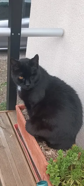 chat reunited   68250 Rouffach Volt