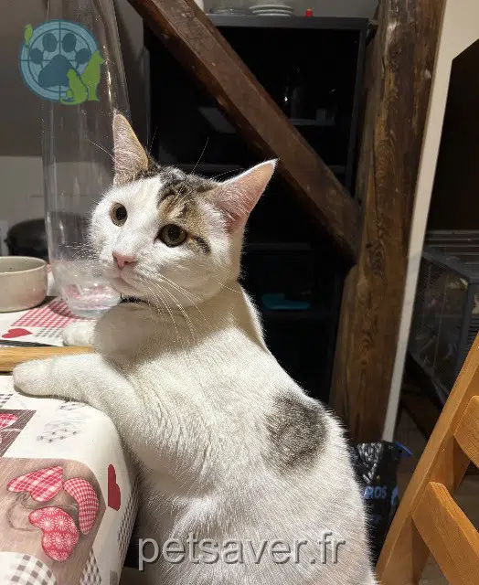chat reunited   68740 Rustenhart Wally