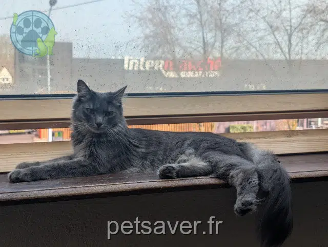 chat reunited   68210 Dannemarie Xavier