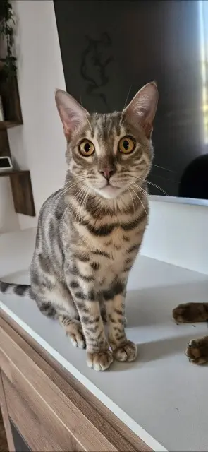 chat reunited   68600 Obersaasheim Yuri