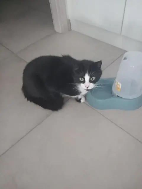 chat reunited   68300 Saint-Louis Zebruille