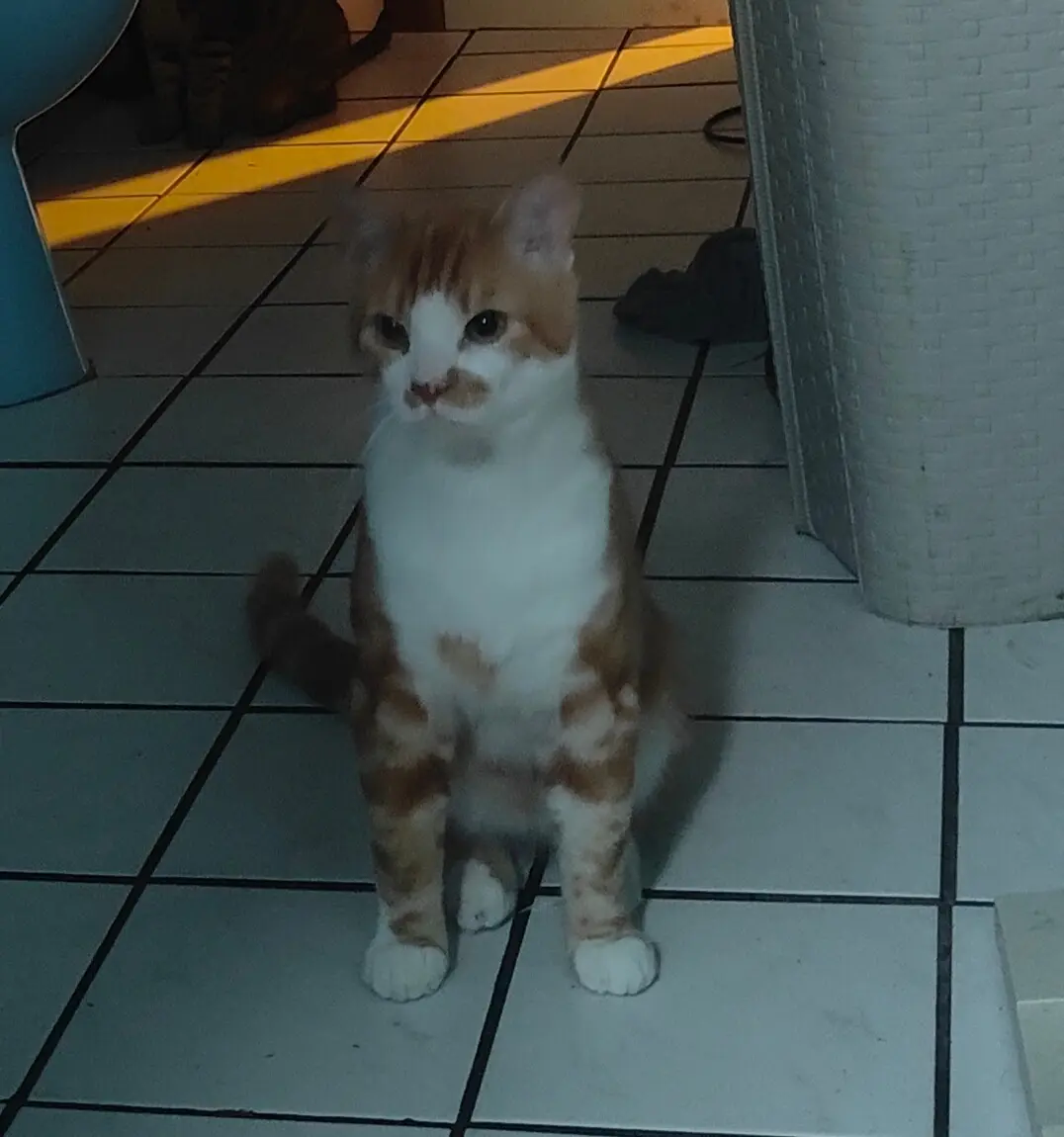 Chat Perdu 68 Haut-Rhin Chat Perdu 68 Haut-Rhin