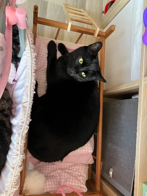 chat reunited   68400 Riedisheim Éclair
