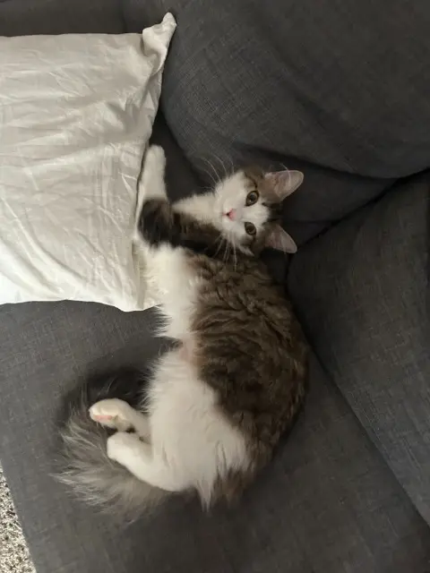 chat reunited   69740 Genas Agnès Badin