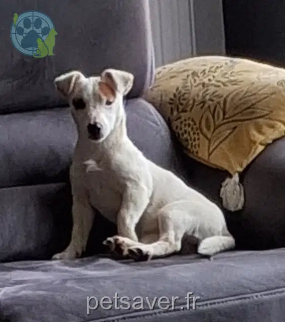 chat reunited   69210 Sourcieux-les-Mines Ariel