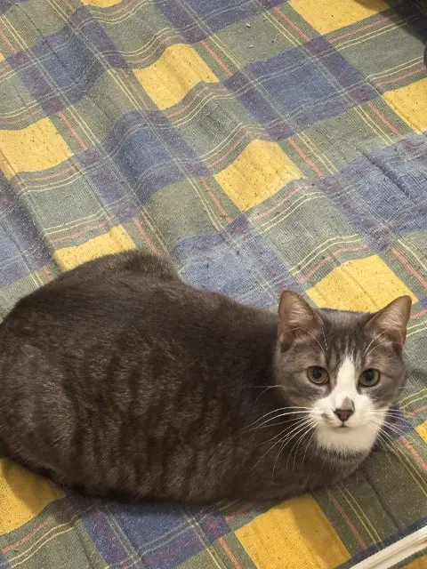 chat reunited   69400 Villefranche-sur-Saône Attila