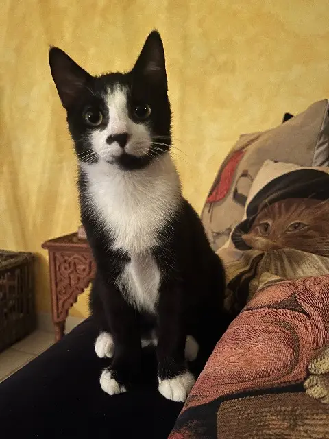 chat reunited   69720 Saint-Laurent-de-Mure Baron