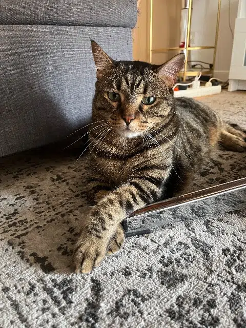 chat reunited   69700 Beauvallon Getsu