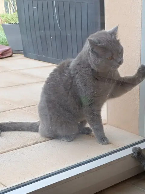 chat reunited   69400 Gleizé Chamallow
