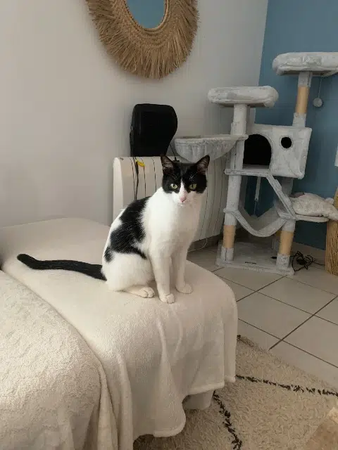 chat reunited   69220 Belleville-en-Beaujolais Fifou