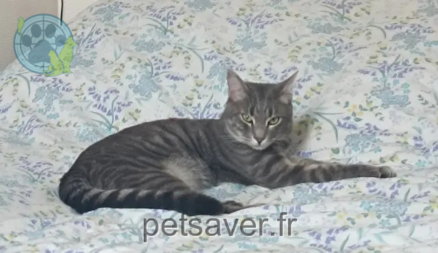 chat reunited   69610 Aveize Frederic
