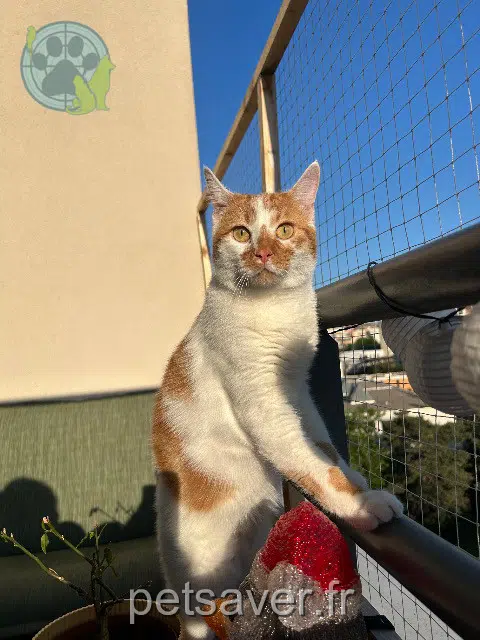 chat reunited   69530 Brignais Jimmy